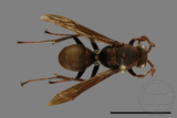 ǦW:Polistes huisunensis