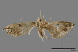 ǦW:Sinarella sp.