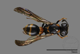 ǦW:Symmorphus ornatus