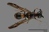 ǦW:Symmorphus ornatus