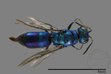 ǦW:Chrysididae sp.