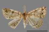 ǦW:Mixomelia rivulosa