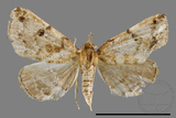 ǦW:Mixomelia rivulosa