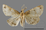 ǦW:Mixomelia rivulosa