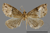 ǦW:Mixomelia rivulosa