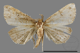 ǦW:Mixomelia rivulosa