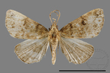 ǦW:Mixomelia rivulosa