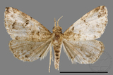 ǦW:Mixomelia rivulosa