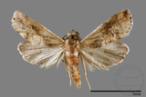 ǦW:Iragaodes nobilis