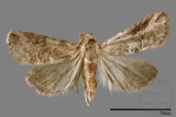 ǦW:Iragaodes nobilis