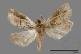 ǦW:Iragaodes nobilis