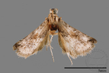 ǦW:Iragaodes nobilis