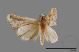 ǦW:Iragaodes nobilis