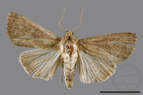 ǦW:Condica sp.