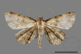 ǦW:Adrapsa geometroides