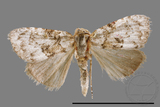 ǦW:Noctuidae sp.