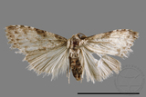 ǦW:Noctuidae sp.