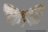 ǦW:Noctuidae sp.