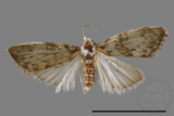 ǦW:Noctuidae sp.