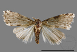 ǦW:Noctuidae sp.