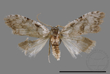 ǦW:Noctuidae sp.