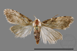 ǦW:Noctuidae sp.