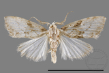 ǦW:Noctuidae sp.