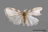 ǦW:Noctuidae sp.