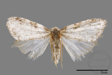 ǦW:Noctuidae sp.