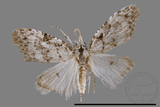 ǦW:Noctuidae sp.