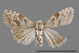 ǦW:Noctuidae sp.