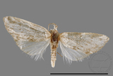 ǦW:Noctuidae sp.