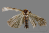 ǦW:Noctuidae sp.