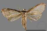 ǦW:Noctuidae sp.