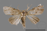 ǦW:Noctuidae sp.