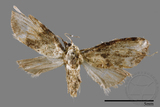 ǦW:Noctuidae sp.