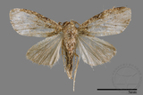 ǦW:Noctuidae sp.