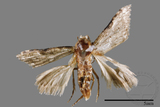 ǦW:Noctuidae sp.