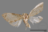 ǦW:Noctuidae sp.