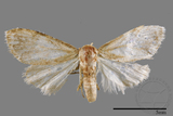 ǦW:Noctuidae sp.