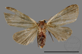 ǦW:Noctuidae sp.