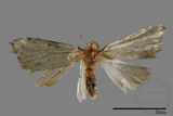 ǦW:Noctuidae sp.