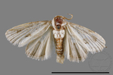 ǦW:Noctuidae sp.