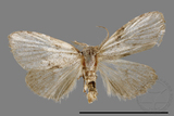 ǦW:Noctuidae sp.