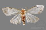 ǦW:Noctuidae sp.