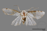 ǦW:Noctuidae sp.