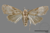 ǦW:Noctuidae sp.