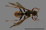 ǦW:Polistes eboshinus