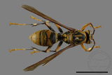 ǦW:Polistes rothneyi