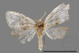 ǦW:Noctuidae sp.